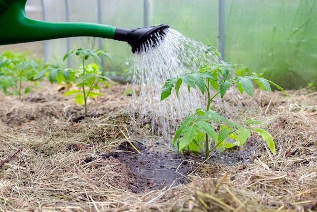 Regadera de plástico o embudo para regar la planta de tomate en el invernadero