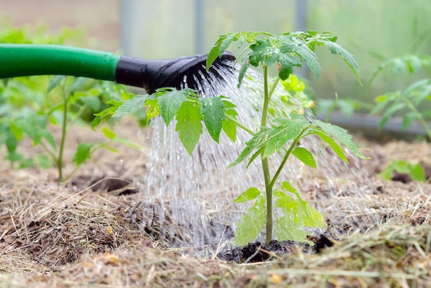 Regadera de plástico o embudo para regar la planta de tomate en el invernadero.