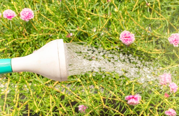 Regadera verde con gota de agua y fondo de flor rosa