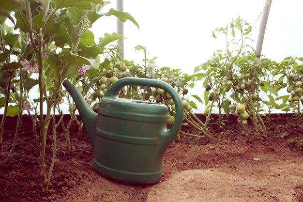 Regadera verde en el invernadero con verduras