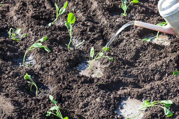 La regadera vierte brotes de col en el jardín