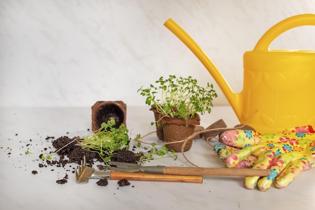 Regador amarelo e planta verde jovem em vasos de turfa em um conceito de jardinagem de fundo branco