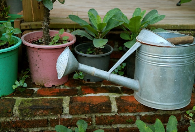 Regador galvanizado e muitas plantas verdes nos plantadores