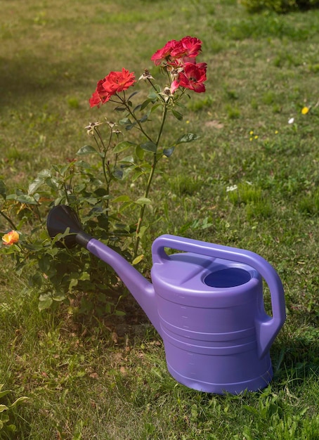 Regador para regar plantas flores e legumes em frente a uma roseira no jardim de verão