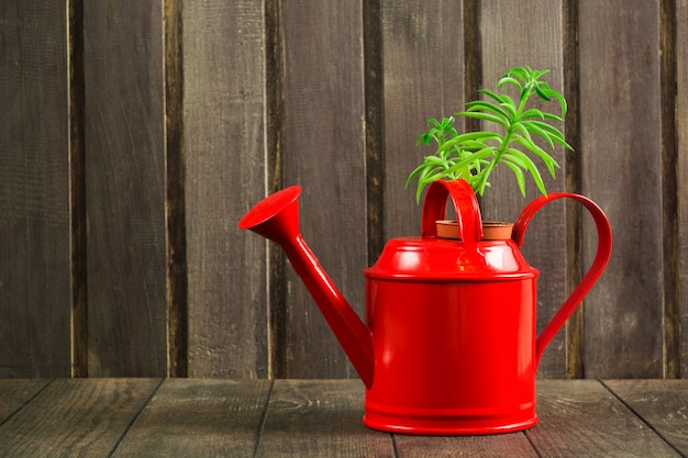 Regador vermelho com suculentas em fundo de madeira velho