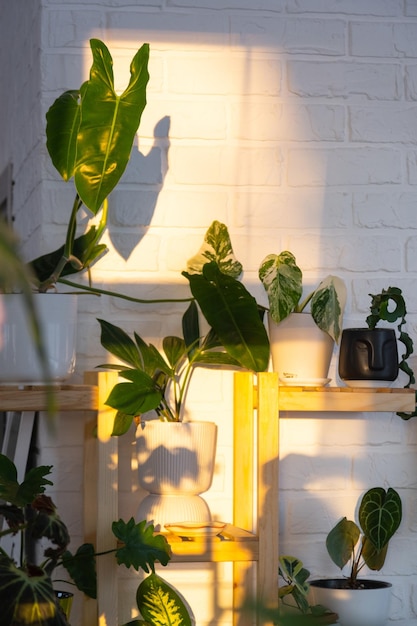 Regal mit einer Gruppe von Zimmerpflanzen im Innenraum im Abendlicht der Sonne und der Blendung an der Wand. Zimmerpflanzen wachsen und pflegen das grüne Zuhause von Zimmerpflanzen