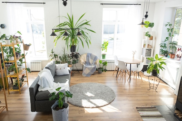 Regal mit einer Gruppe von Zimmerpflanzen im Innenraum, weißes Loft, graues Sofa, gemütlicher karierter Teppich, Zimmerpflanzenanbau und Pflege für Zimmerpflanzen im grünen Zuhause