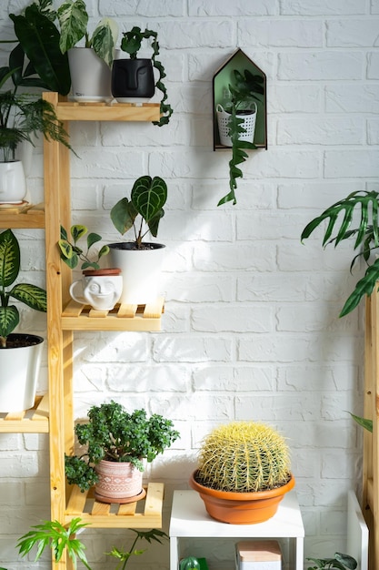 Regal mit einer Gruppe von Zimmerpflanzen im Innenraum Zimmerpflanze Anbau und Pflege von Zimmerpflanzen grünes Zuhause