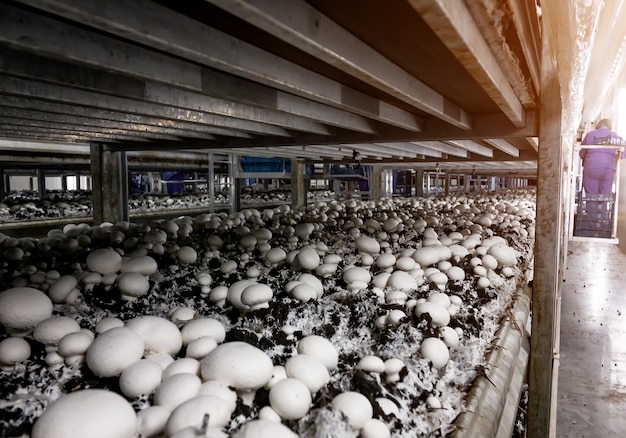 Regale mit Substrat und Pilzen in der Fabrik für den Anbau von Pilzen
