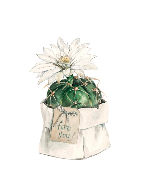 Regalo cactus con flor