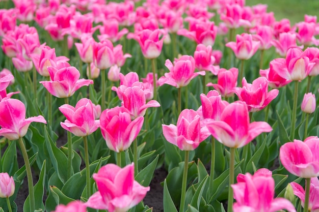 Regalo natural Campiña holandesa tulipanes en el jardín Mágico paisaje primaveral con flores Increíble campo de tulipanes en Holanda relajación y manejo del estrés tulipanes en primavera Fondo floral de primavera