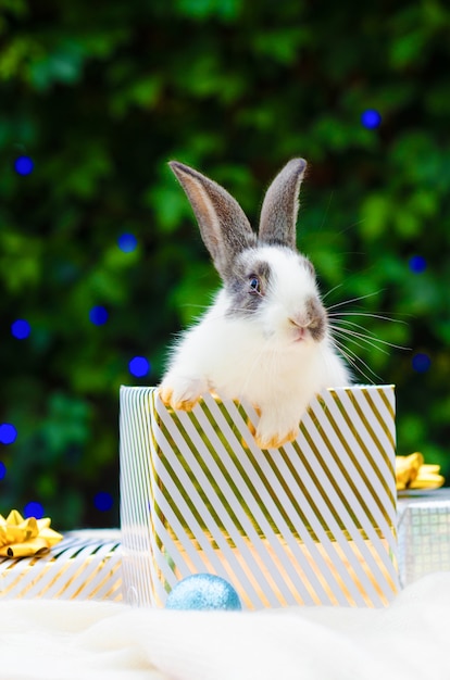 Regalo de Navidad con un conejo como mascota