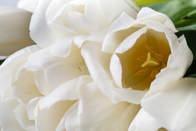 Foto regalo romántico, tulipanes blancos sobre superficie de madera brillante