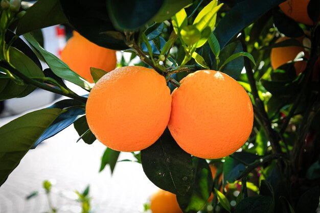 Regalos de la naturaleza naranjas frescas y maduras en una rama