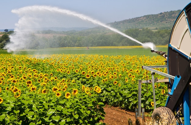 Regando campo de girasol