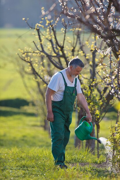 Regando o retrato do jardim de pomar de um homem sênior jardinando em sua imagem em tons de cor de jardim