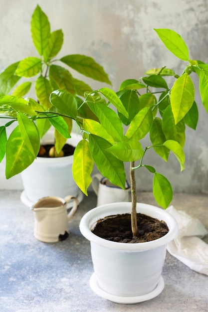 Regando plantas cuidando das plantas domésticas Abacate e laranjeira cultivados em casa