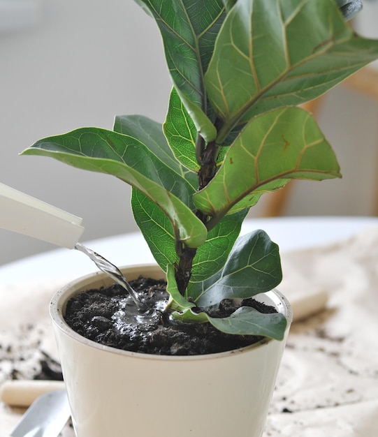 Regar a planta ficus lyrata em vasos. Fechar-se. Jardinagem doméstica. As plantas são purificadores de ar.