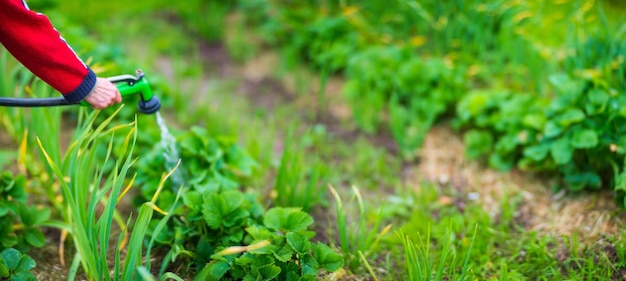 Regar a planta jovem de morango durante a estação seca Terra cultivada close-up Planta agrícola crescendo na fileira de cama Brotando planta agrícola Colheita de alimentos naturais verdes