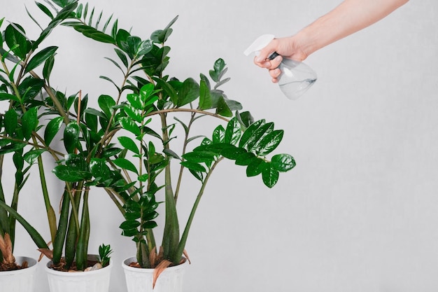 Regar as flores de Zamioculcas zamiifolia a partir de um frasco de spray conceito de cuidados com as plantas A árvore do dólar é uma planta que ajuda a filtrar o ar e absorver toxinas gotas de água nas folhas