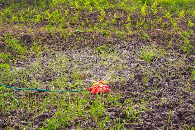 Regar o jardim com um bico de pulverização circular na mangueira