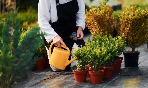 Regar las plantas La mujer mayor está en el jardín durante el día