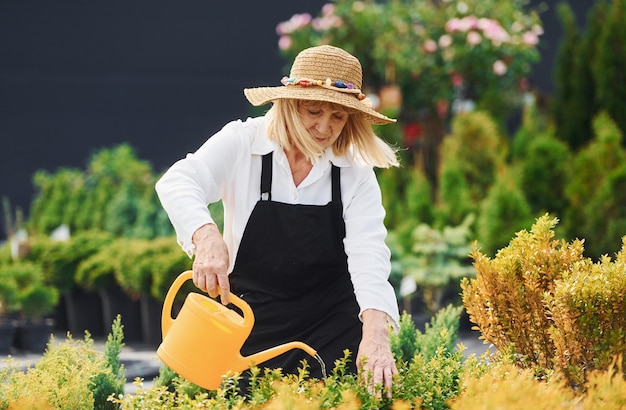 Regar las plantas La mujer mayor está en el jardín durante el día