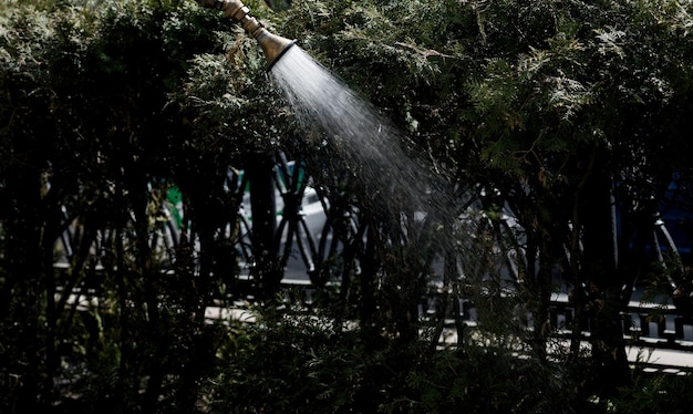 Regar plantas na rua