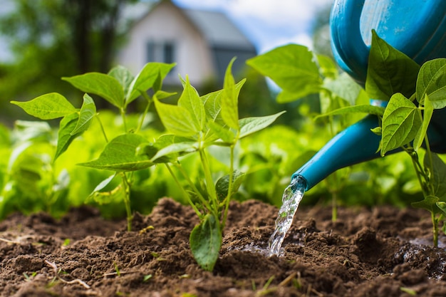 Regar plantas vegetais em uma plantação no calor do verão com um regador Conceito de jardinagem Plantas agrícolas crescendo na fileira da cama