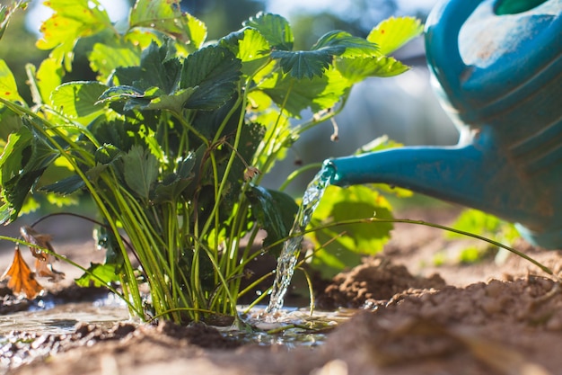 Regar plantas vegetais em uma plantação no calor do verão com um regador Conceito de jardinagem Plantas agrícolas crescendo na fileira da cama