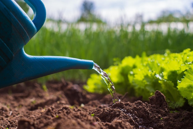 Regar plantas vegetais em uma plantação no calor do verão com um regador Conceito de jardinagem Plantas agrícolas crescendo na fileira da cama