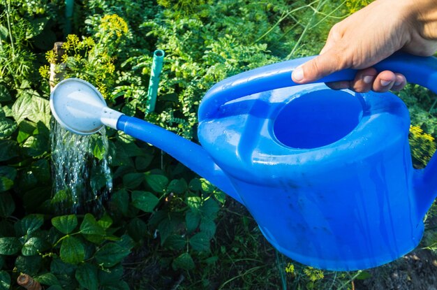 Regar plantas vegetais em uma plantação no calor do verão com um regador Conceito de jardinagem Plantas agrícolas crescendo na fileira da cama