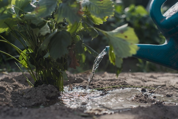 Regar plantas vegetais em uma plantação no calor do verão com um regador Conceito de jardinagem Plantas agrícolas crescendo na fileira da cama