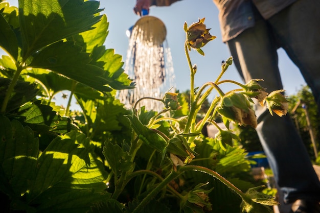 Regar plantas vegetais em uma plantação no calor do verão com um regador fechado Conceito de jardinagem Plantas agrícolas crescendo na linha da cama