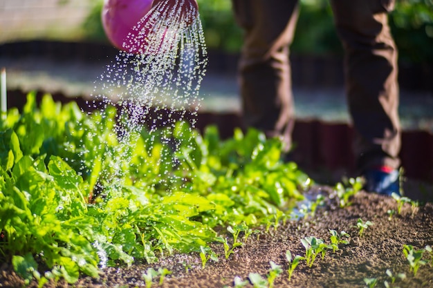 Regar plantas vegetais em uma plantação no calor do verão gotas de água irrigam as culturas conceito de jardinagem plantas agrícolas que crescem na fileira da cama