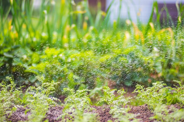 Regar plantas vegetais em uma plantação no calor do verão Gotas de água irrigam as culturas Conceito de jardinagem Plantas agrícolas que crescem na fileira da cama