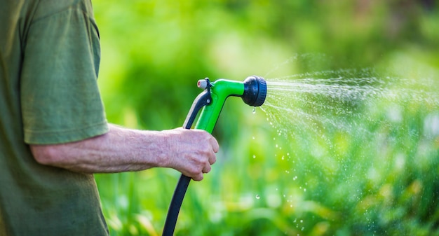 Regar plantas vegetais em uma plantação no calor do verão gotas de água irrigam as culturas conceito de jardinagem plantas agrícolas que crescem na fileira da cama