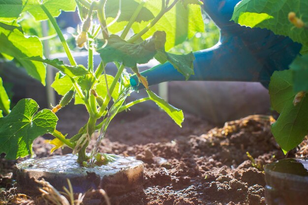 Regar plantas vegetales en una plantación en el calor del verano con una regadera closeup Concepto de jardinería Plantas agrícolas que crecen en la fila de la cama
