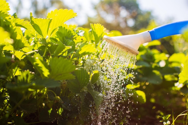 Regar plantas vegetales en una plantación en el calor del verano con una regadera closeup Concepto de jardinería Plantas agrícolas que crecen en la fila de la cama