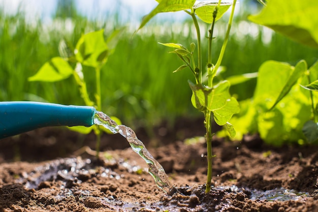 Regar las plantas vegetales en una plantación en el calor del verano con una regadera Concepto de jardinería Plantas agrícolas que crecen en la fila de la cama