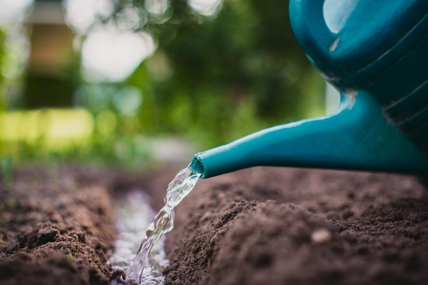 Regar las plantas vegetales en una plantación en el calor del verano con una regadera Concepto de jardinería Plantas agrícolas que crecen en la fila de la cama