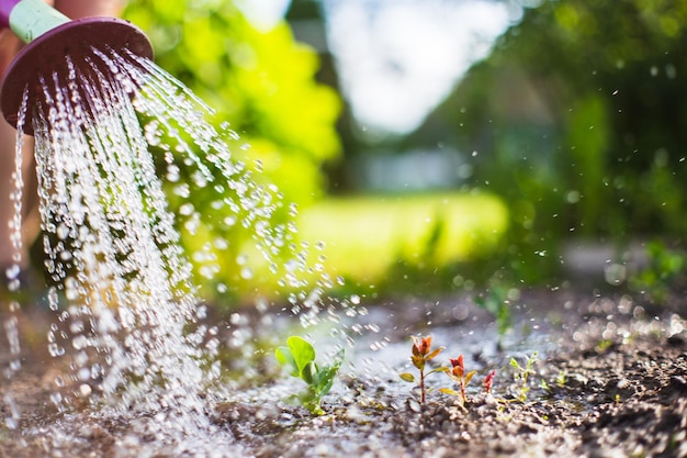 Regar las plantas vegetales en una plantación en el calor del verano con una regadera Concepto de jardinería Plantas agrícolas que crecen en la fila de la cama