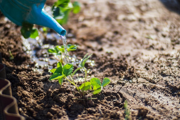 Regar las plantas vegetales en una plantación en el calor del verano con una regadera Concepto de jardinería Plantas agrícolas que crecen en la fila de la cama