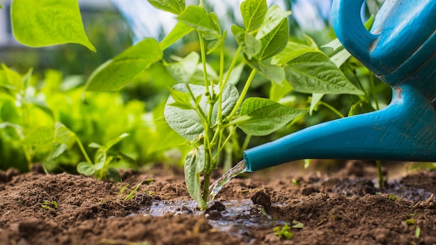 Regar las plantas vegetales en una plantación en el calor del verano con una regadera Concepto de jardinería Plantas agrícolas que crecen en la fila de la cama