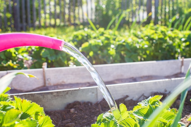 Foto regar las plantas vegetales en una plantación en el calor del verano con una regadera concepto de jardinería plantas agrícolas que crecen en la fila de la cama