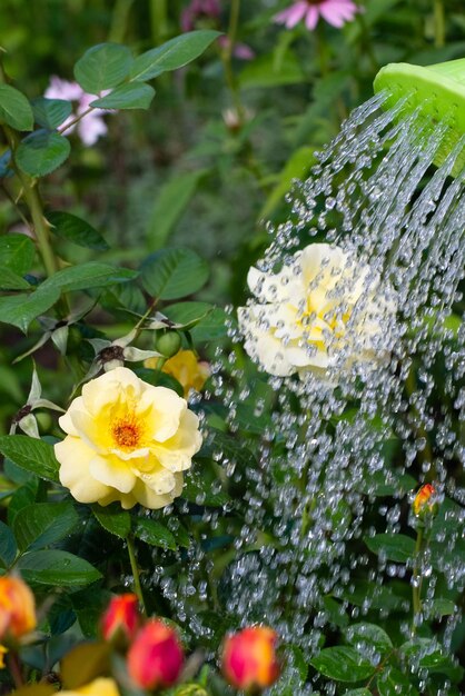 Regar rosas amarillas en el jardín