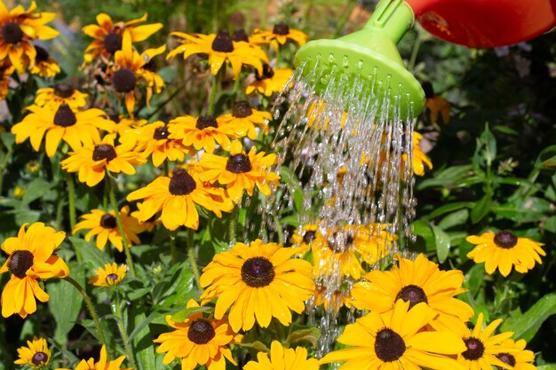 Regar rudbeckia hirta Black Eyed Susan en el jardín