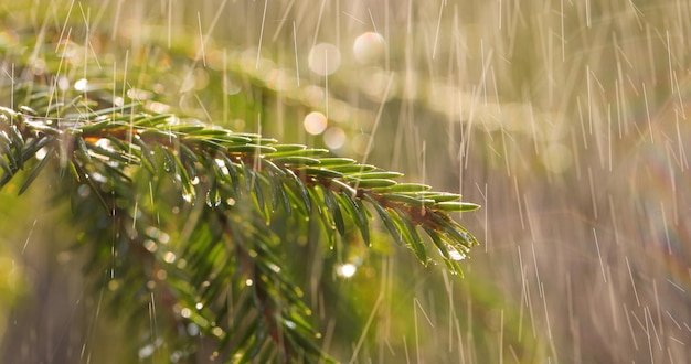 Regen an einem sonnigen Tag. Nahaufnahme des Regens auf dem Hintergrund eines immergrünen Fichtenzweigs.