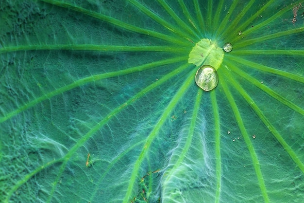 Regen fällt auf Lotusblatt