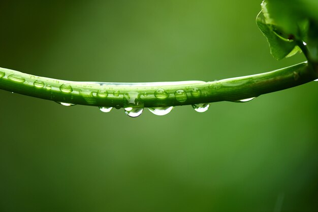 Regen fällt auf Naturgrünzweig am regnerischen Tag.